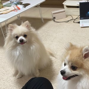 딩독 땡글 츄러스 핸드메이드 오리지날 강아지 용품 반려동물 1등