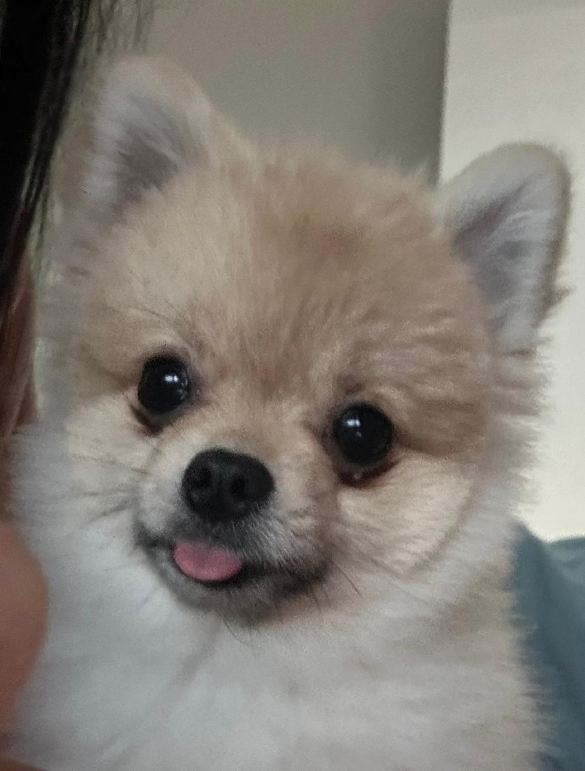 집사생활(커뮤니티) 강아지 눈물ㅠ 반려동물 1등 쇼핑몰 펫프렌즈