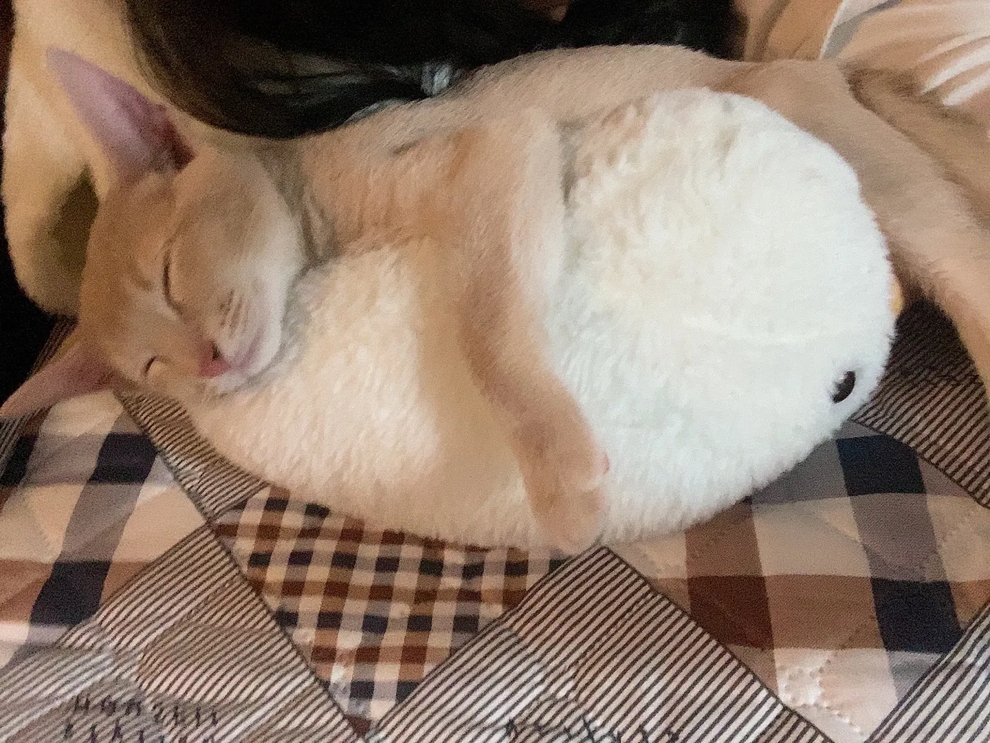 집사생활(커뮤니티) 오늘의 아토❤️ | 반려동물 1등 쇼핑몰 - 펫프렌즈