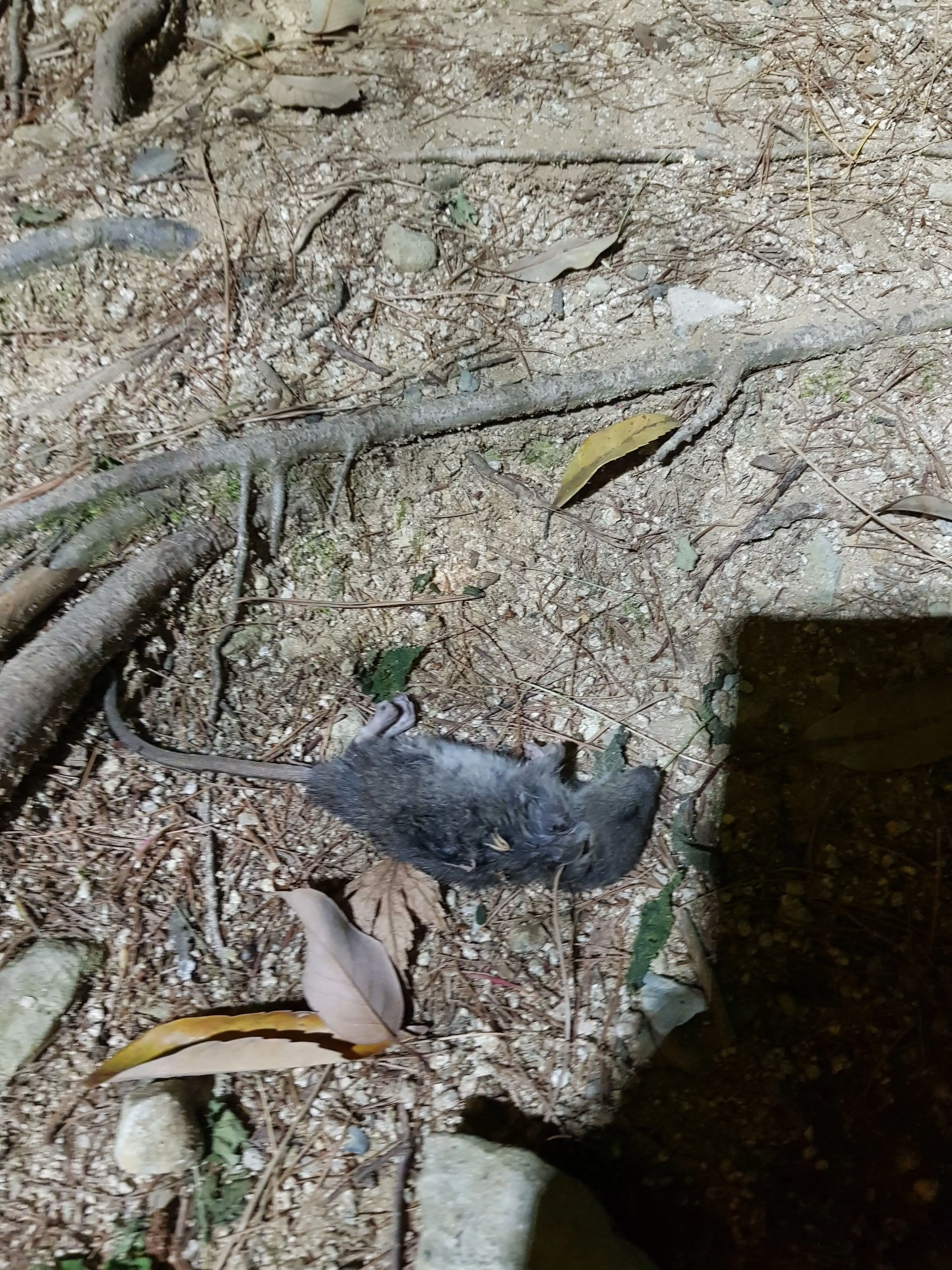 2번째 파일