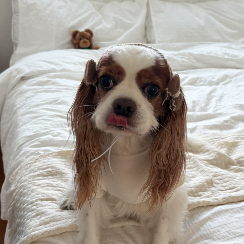 [NEW신상][무료배송] 해피댕댕 리본머리띠 3종 (블랙,아이보리,브라운) S-L 11번째