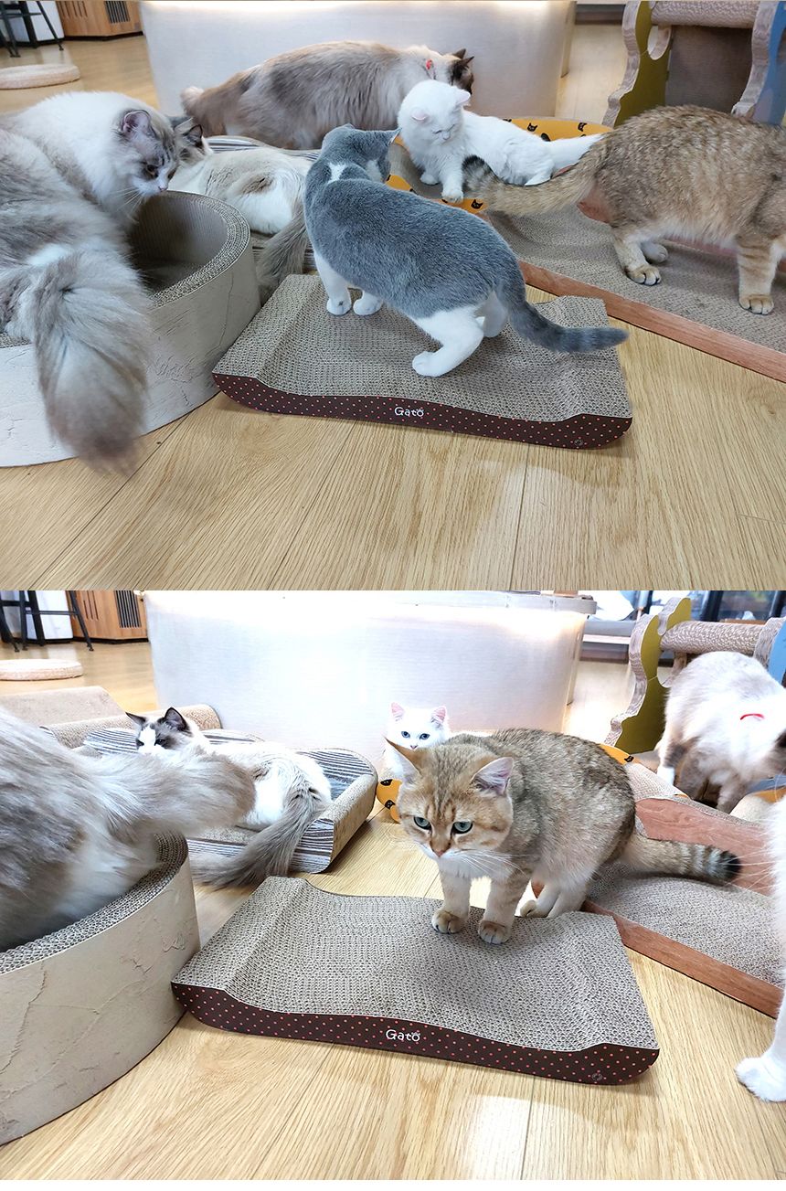 [무료배송][3개] 가또나인 폴카닷 라운지 스크래쳐 6번째