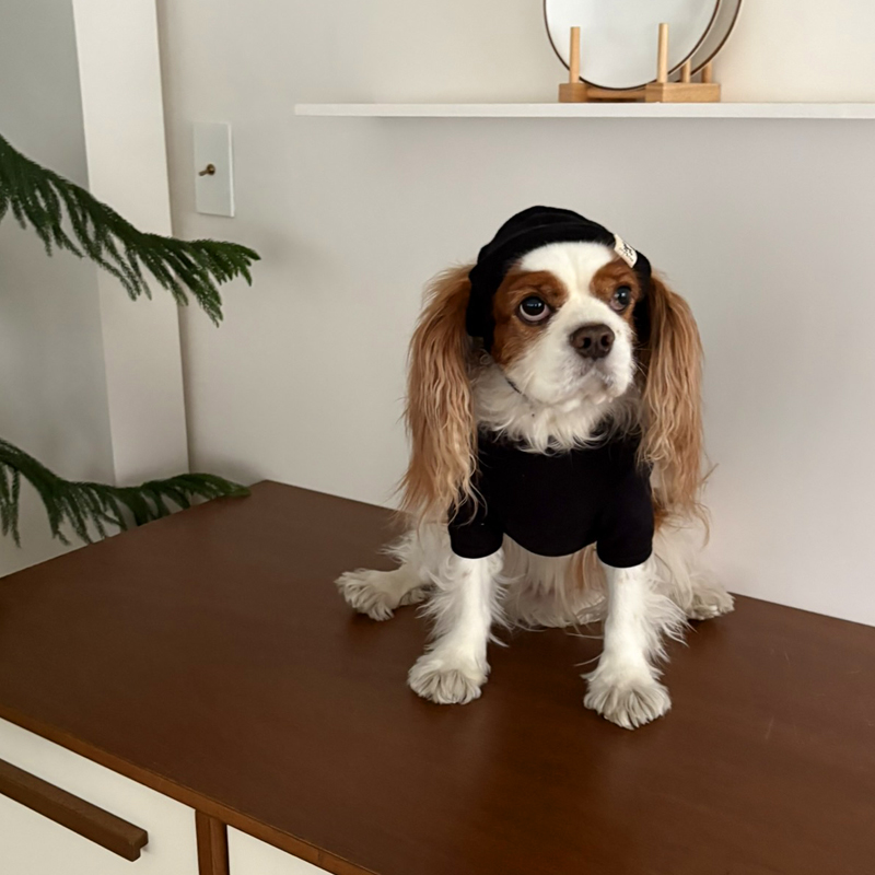 [NEW신상][무료배송] 해피댕댕 무지하트폴라티 4종 (블랙,그레이,아이보리,핑크) S-2XL 19번째