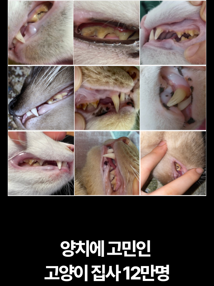 [무료배송] 캣디피 고양이 텐스 치약 덴탈 효소 스프레이형 28번째