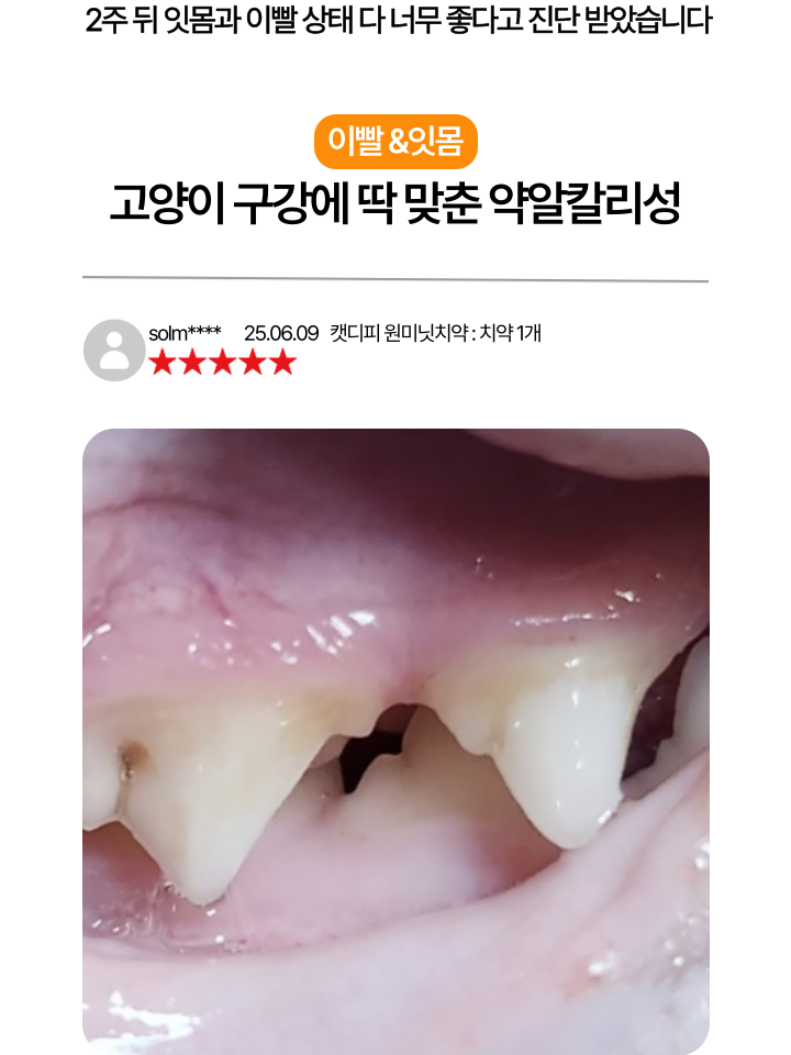 [무료배송] 캣디피 고양이 텐스 치약 덴탈 효소 스프레이형 22번째