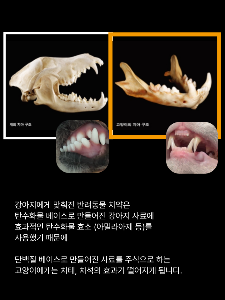 [무료배송] 캣디피 고양이 텐스 치약 덴탈 효소 스프레이형 67번째