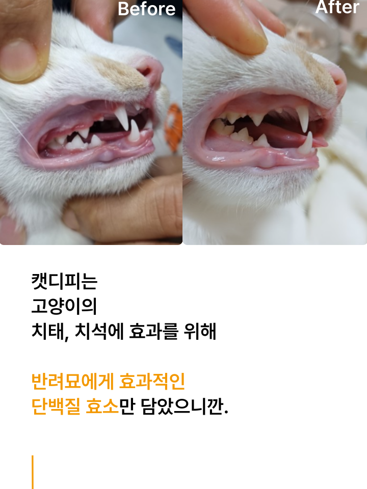 [무료배송] 캣디피 고양이 텐스 치약 덴탈 효소 스프레이형 70번째