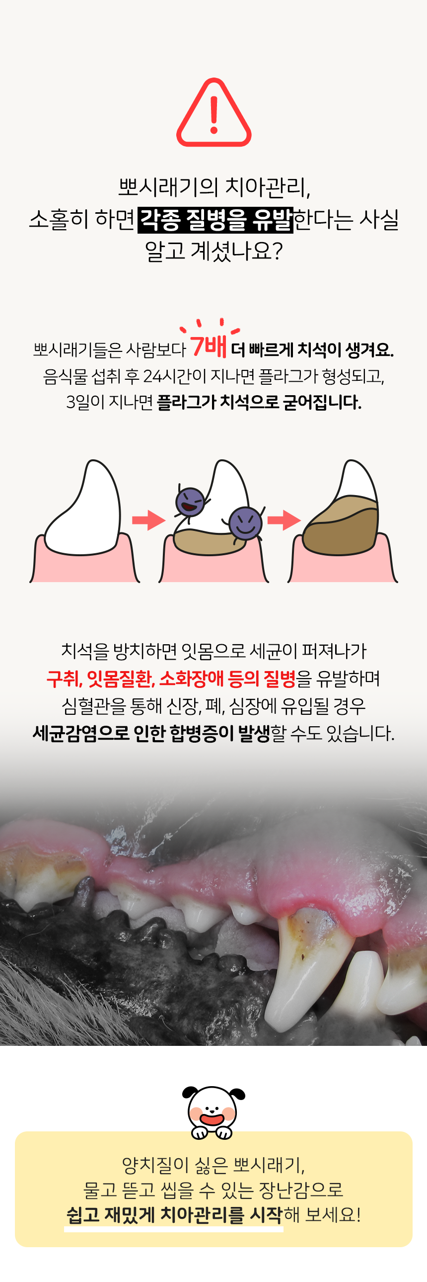 [무료배송] 뽀시래기 독 치석제거 오링 5color S/M 3번째