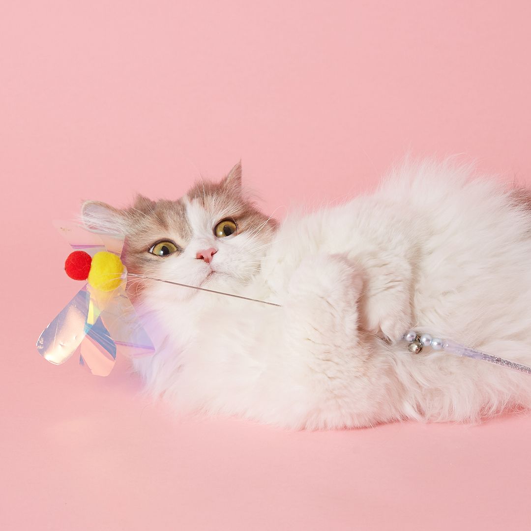 고양이섬 카샤카샤 버터플라이 옐로우 2번
