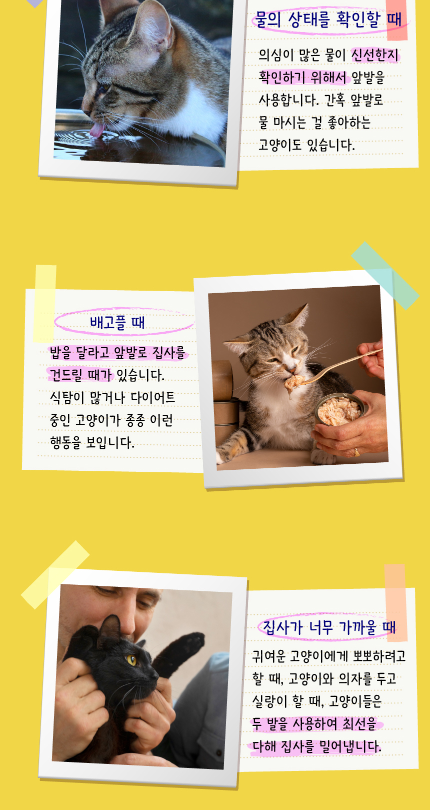 [무료배송] 애구애구 사냥놀이 팝업토이 스크래쳐 6번째