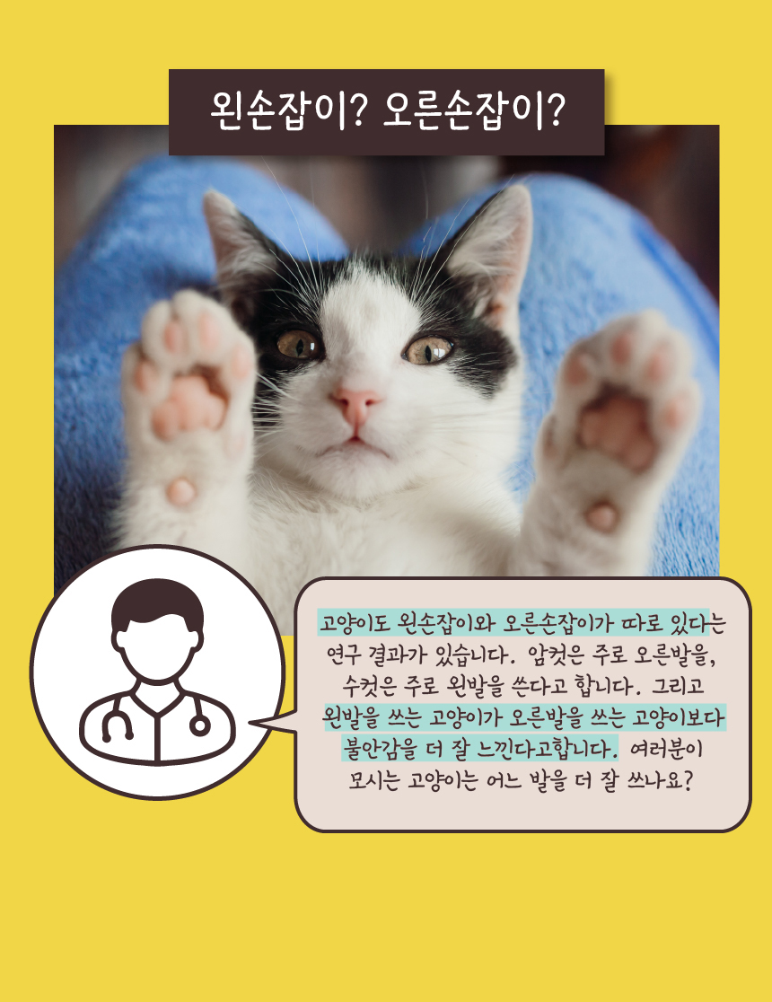 [무료배송] 애구애구 사냥놀이 팝업토이 스크래쳐 11번째