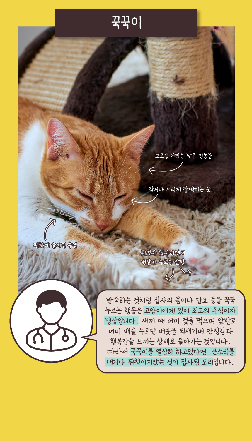 [무료배송] 애구애구 사냥놀이 팝업토이 스크래쳐 9번째