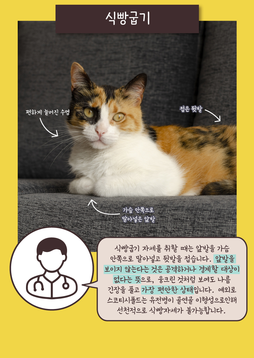 [무료배송] 애구애구 사냥놀이 팝업토이 스크래쳐 10번째