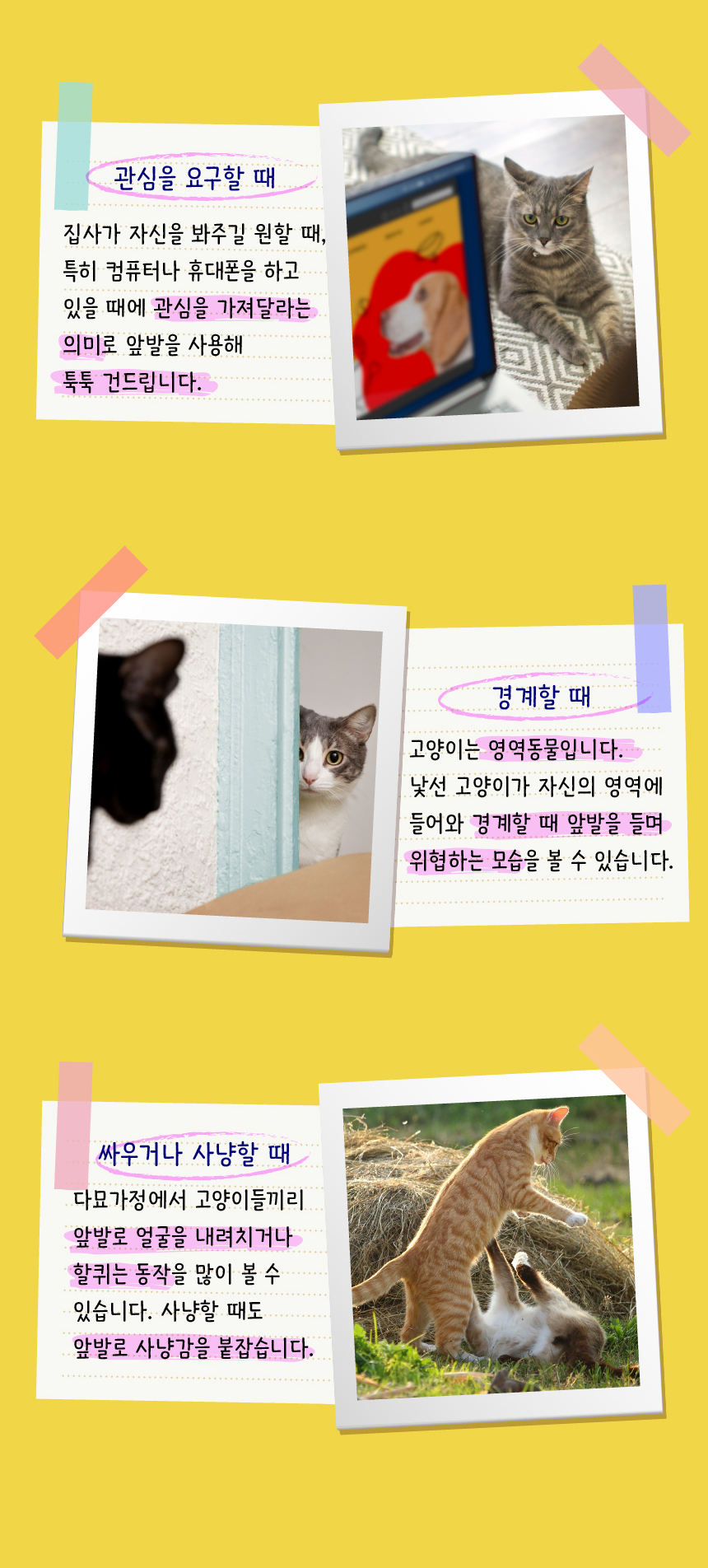 [무료배송] 애구애구 사냥놀이 팝업토이 스크래쳐 7번째