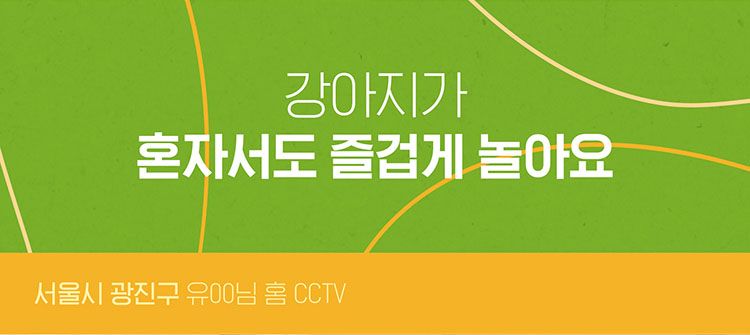 [무료배송] 펫쉴드 독 감자칩 노즈워크 장난감세트 4번째