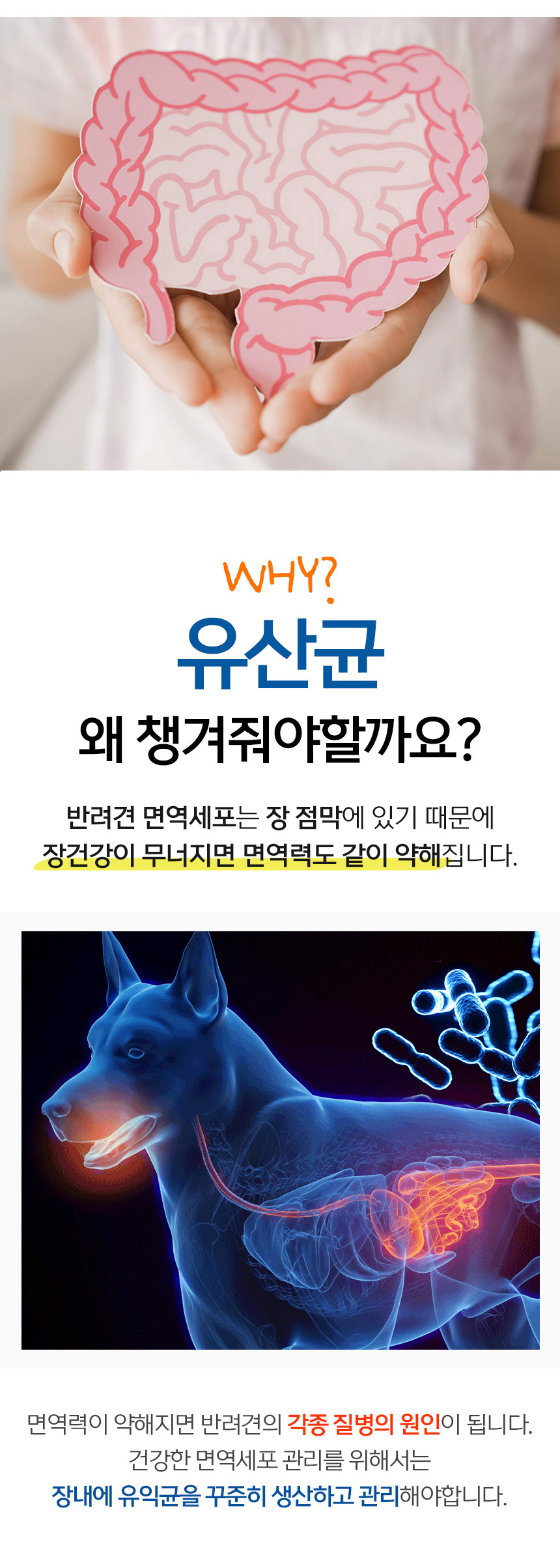 [무료배송] 댕이수랏간 강아지 생생유산균 100g 7번째