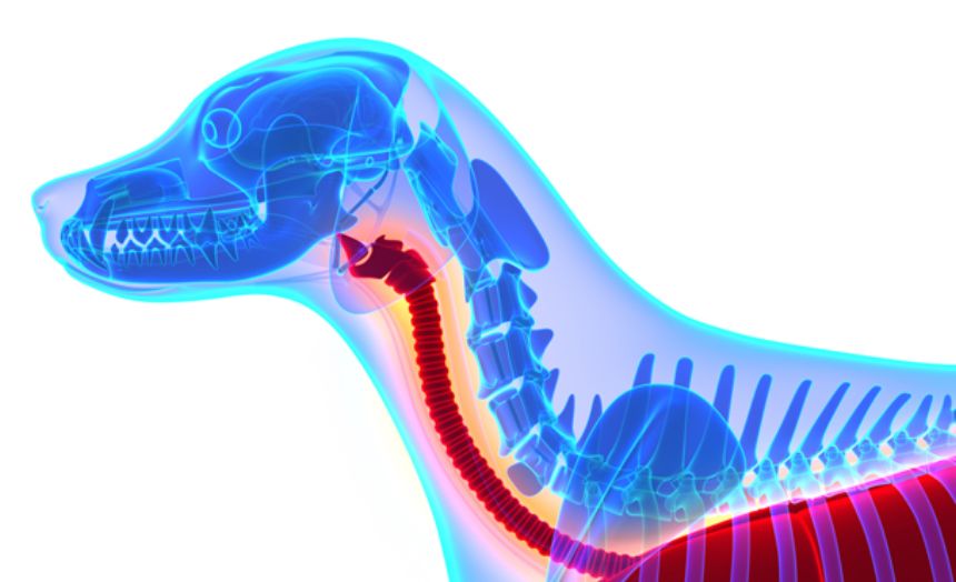 [브랜드전]펫생각 임상완료 브레스 프로 기관지 협착증 호흡기 면역 영양제 60정 13번째