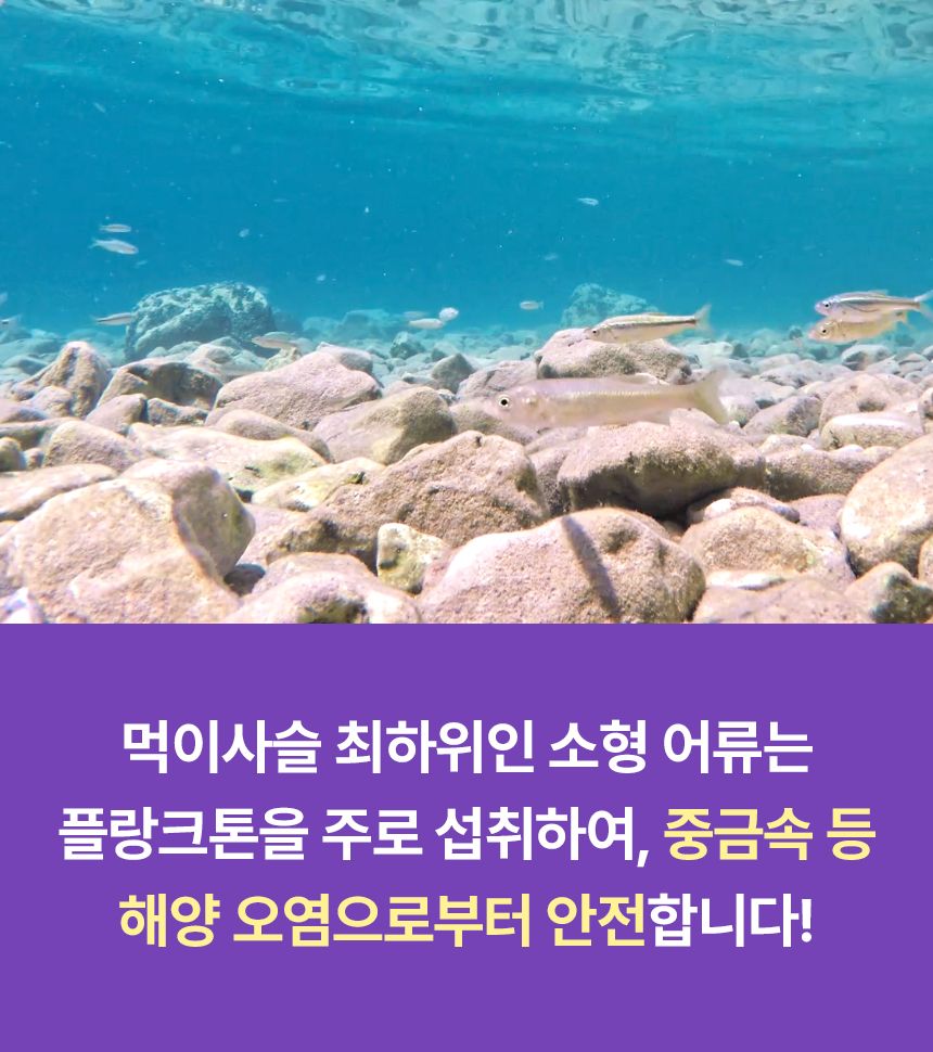 펫생각 데일리케얼 리얼 rTG 오메가3 플러스 60정 24번째