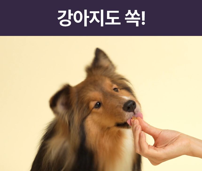 펫생각 데일리케얼 리얼 rTG 오메가3 플러스 60정 18번째