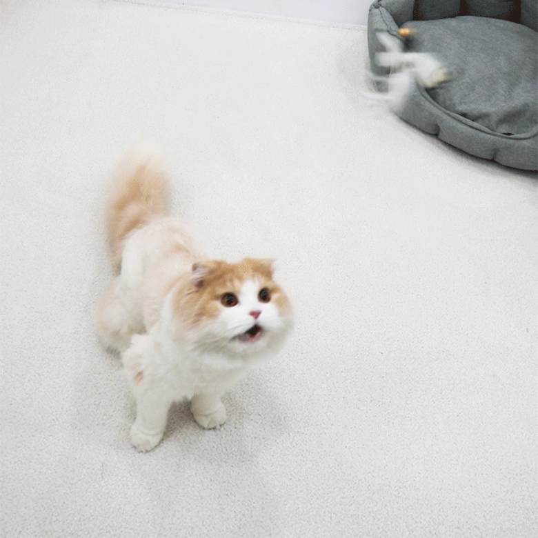 [무료배송] 에코펫위드 고양이 낚시대 소+ 벌레 장난감 2종 (랜덤) 3번째