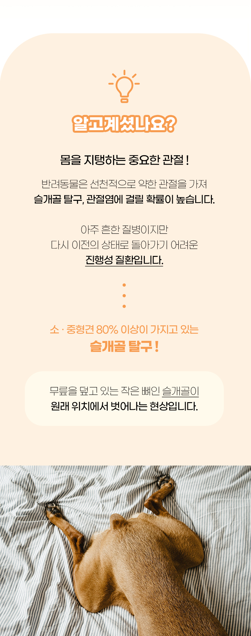 [NEW신상][무료배송] 개과천선 독 세리커 펫스텝 계단 (스노드롭 베이지/버건디/엣지 그레이) 3번째