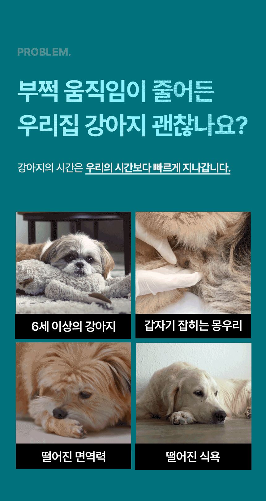 [유통기한임박, 26년6월15일] 펫생각 독 미역귀 후코이단 면역력 혈행 피부 항산화제 30정 27번째
