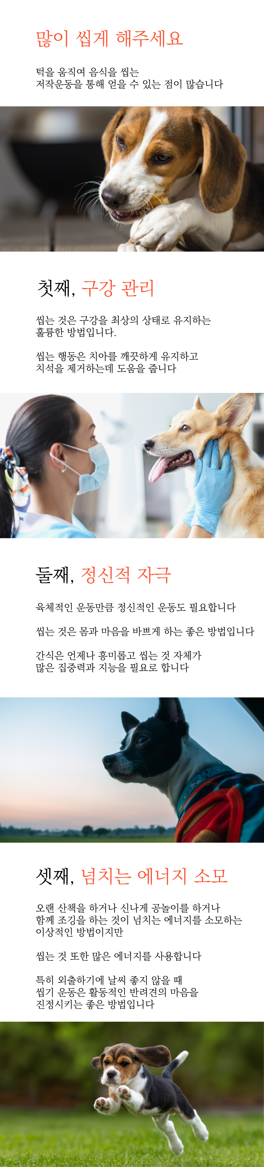 [무료배송][5개] 엘리야 독 오래먹는 덴탈껌 오리링 7번째