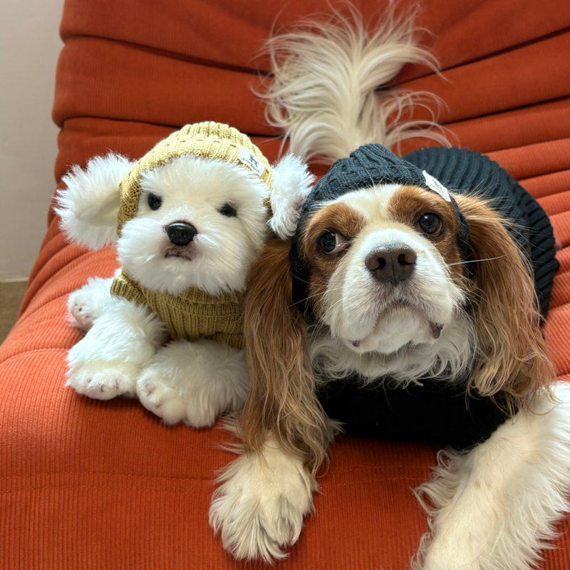 [NEW신상][무료배송] 해피댕댕 골지니트 비니&조끼 4종 (블랙,그레이,베이지,아이보리) S-3XL 10번째