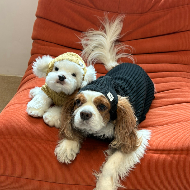 [NEW신상][무료배송] 해피댕댕 골지니트 비니&조끼 4종 (블랙,그레이,베이지,아이보리) S-3XL 11번째