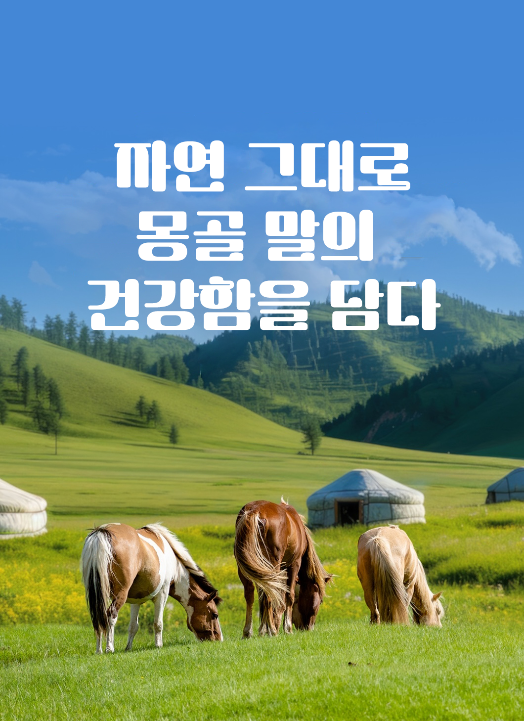 [NEW신상]해피테일 강아지 육포 말힘줄 40g 2번째