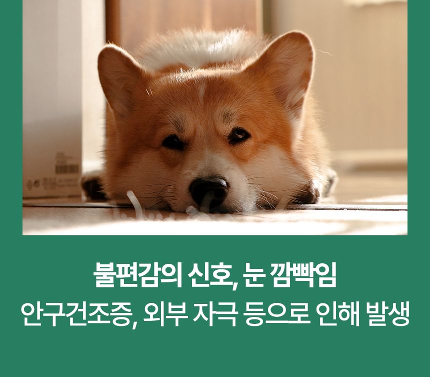 [브랜드전]펫생각 임상완료 아이즈 프로 눈 눈물자국 백내장 염증 루테인 영양제 60정 7번째