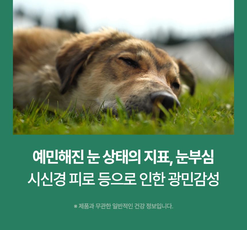 [브랜드전]펫생각 임상완료 아이즈 프로 눈 눈물자국 백내장 염증 루테인 영양제 60정 8번째