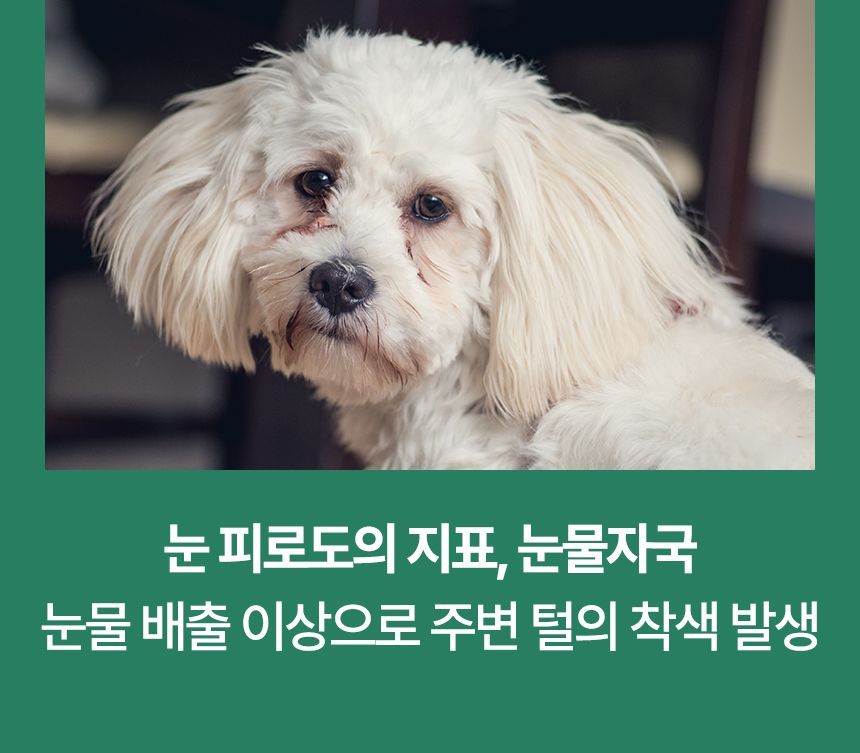 [브랜드전]펫생각 임상완료 아이즈 프로 눈 눈물자국 백내장 염증 루테인 영양제 60정 6번째