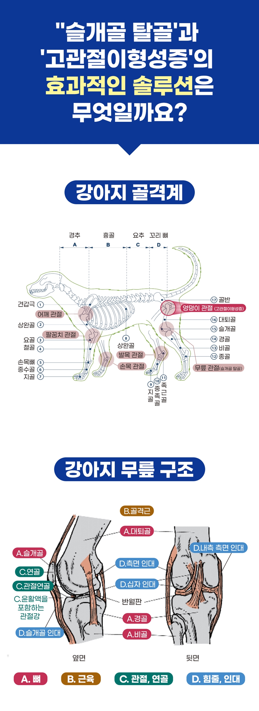 [무료배송] 브랜바인 조인트가디언 관절 영양제 90일분 6번째