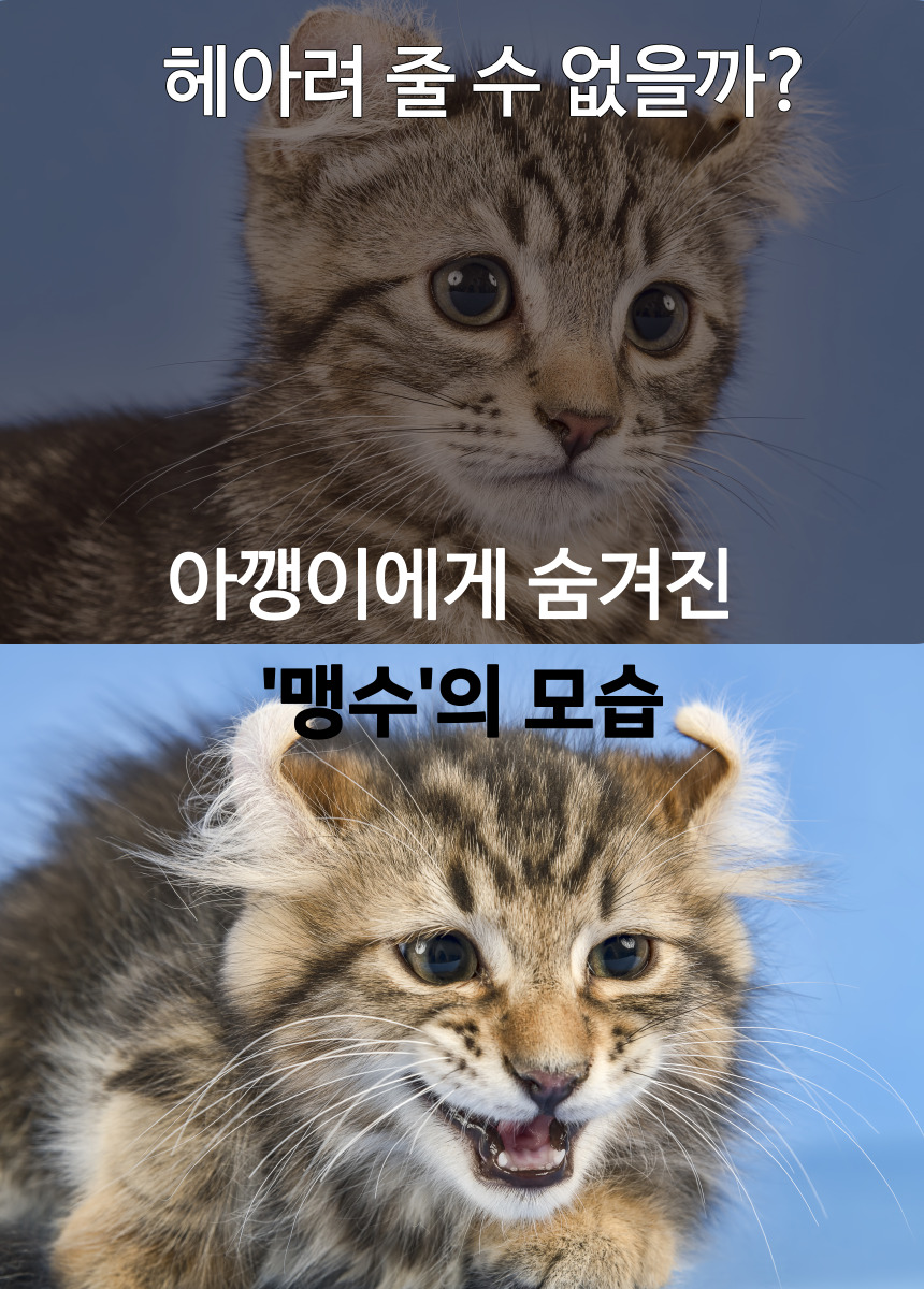 [무료배송] 캣츠크라프트 고양이 이갈이 장난감 고양이치발기 2m 1번째