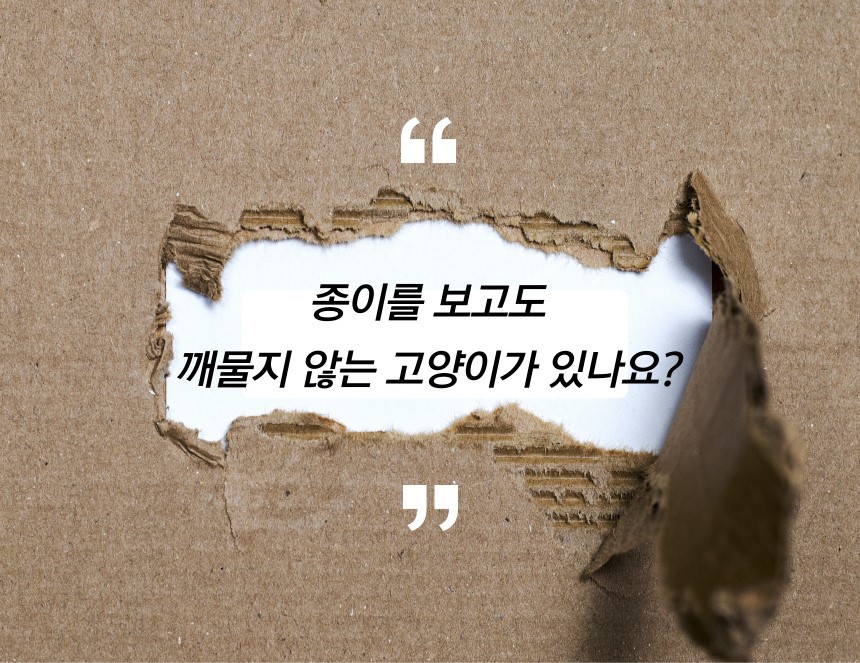[무료배송] 캣츠크라프트 고양이 이갈이 장난감 고양이치발기 2m 6번째