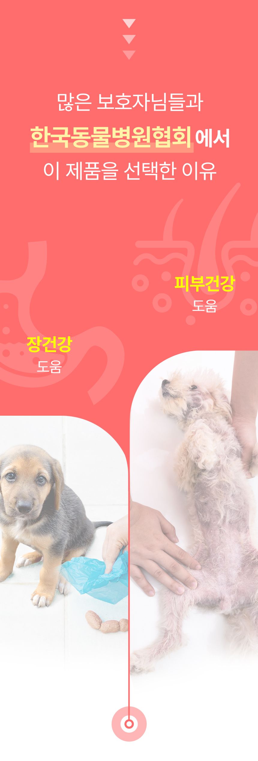 펫생각 데일리케얼 스킨앤코트 프로바이오틱스 60g 4번째