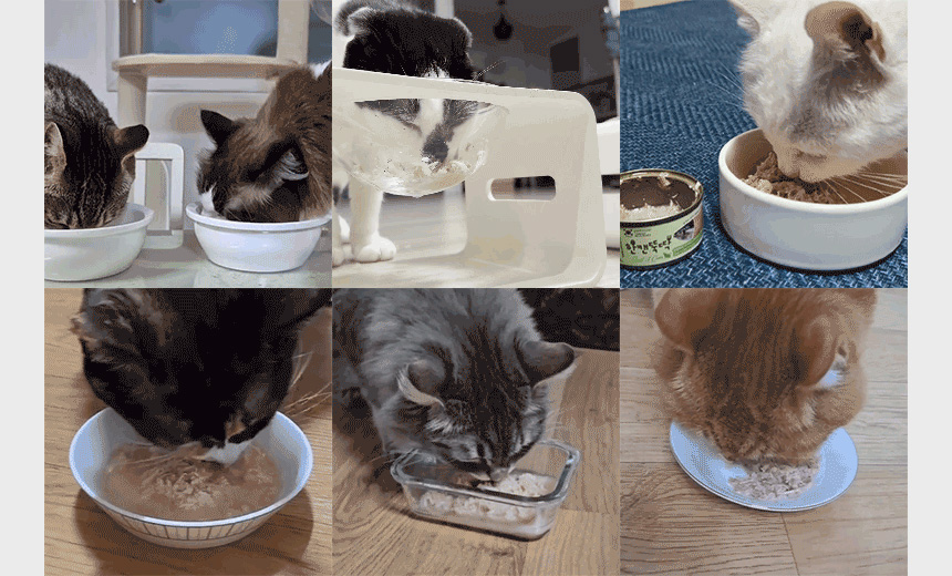 [NEW신상][24개] 펫토리아 한캔뚝딱 프리미엄 영양특식 고양이캔 치킨 베스트 3종 콤보 85g 8번째