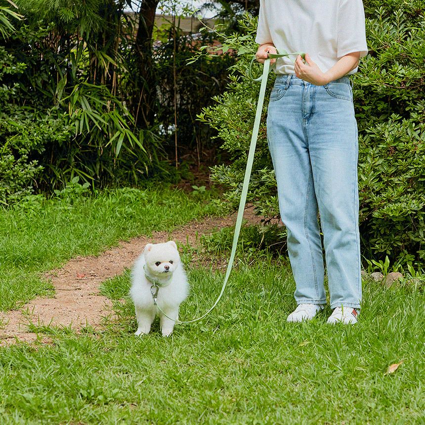 [무료배송] 페리가토 독 세이프 케어프리 리드줄 퍼플/블루/베이지/그레이/그린 14번째