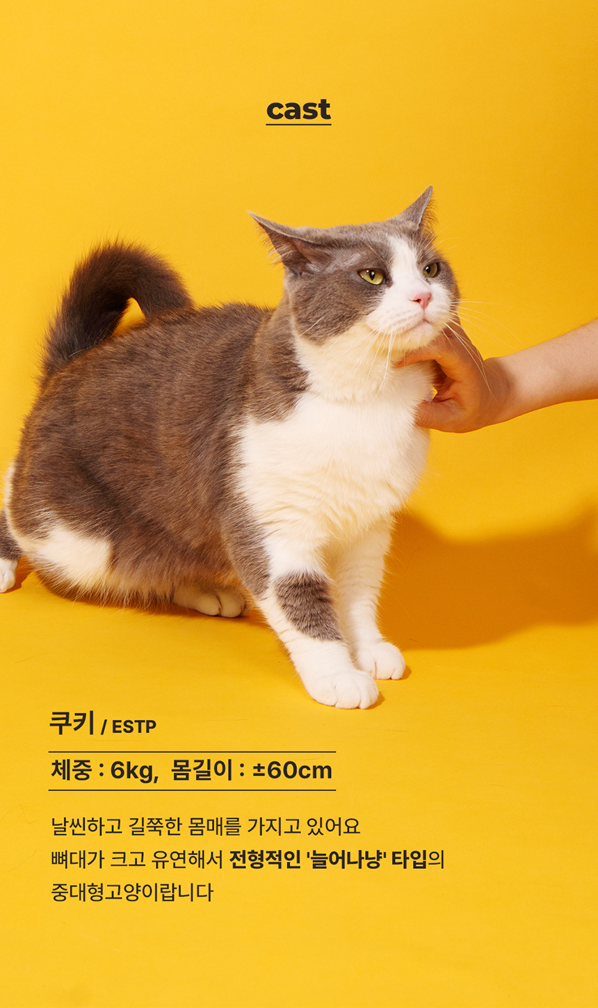 [무료배송] 꼬물리 요모조모 스크래쳐 숨숨집 하우스 25번째