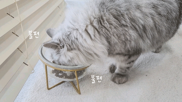 [무료배송] 링펫 아크릴식기 2구 17cm  5번째