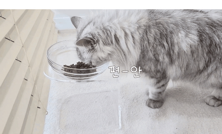 [무료배송] 링펫 아크릴식기 2구 17cm  6번째