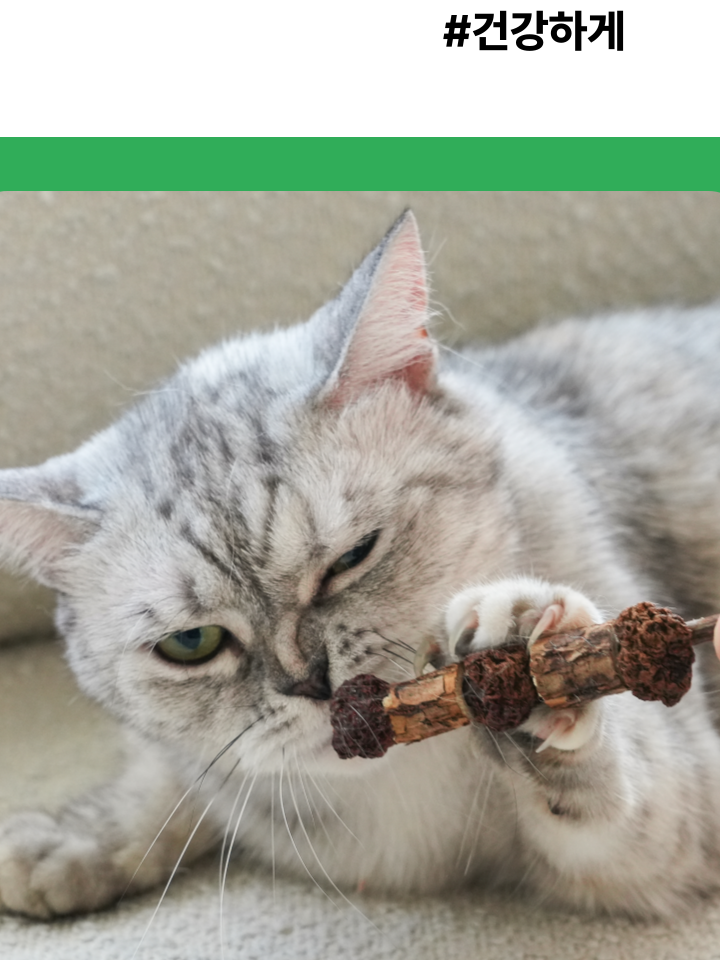 [NEW신상][무료배송] 캣디피 마따따비 꼬치 5번째