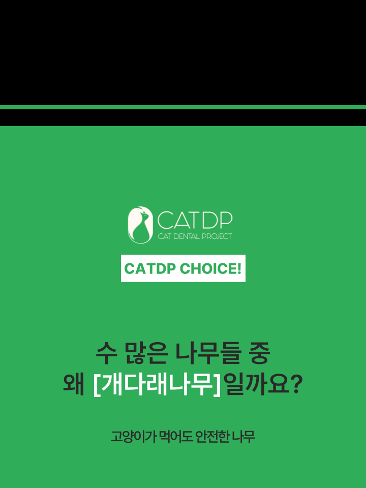 [NEW신상][무료배송] 캣디피 마따따비 꼬치 7번째