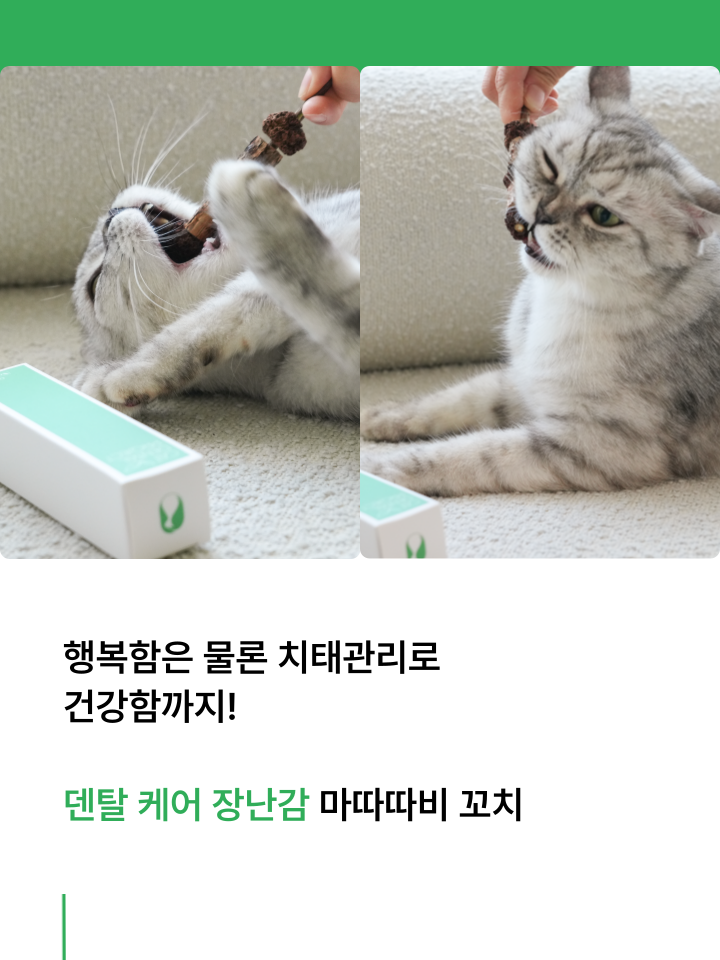 [NEW신상][무료배송] 캣디피 마따따비 꼬치 37번째