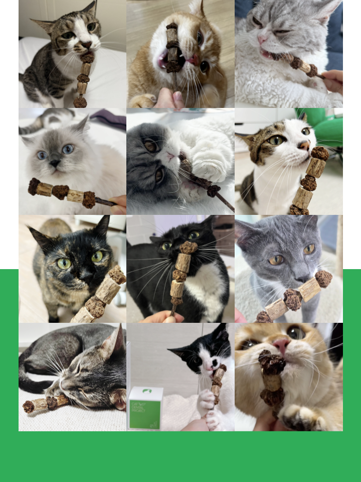 [NEW신상][무료배송] 캣디피 마따따비 꼬치 14번째