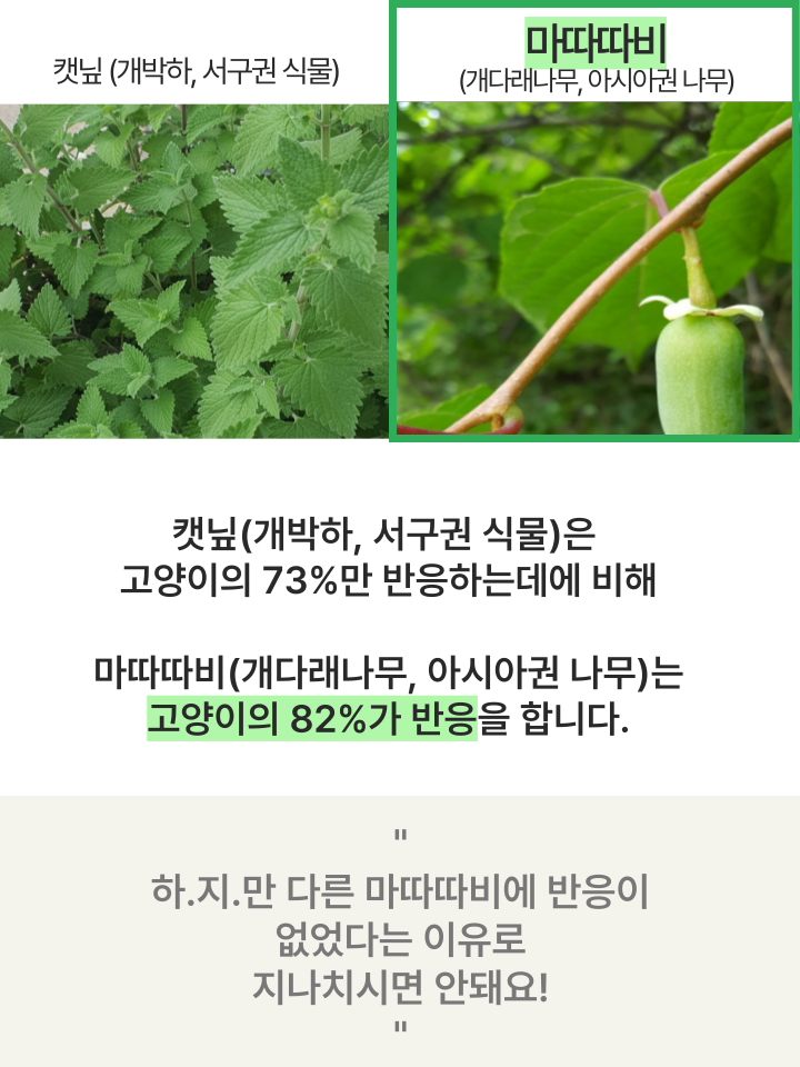 [NEW신상][무료배송] 캣디피 마따따비 꼬치 26번째