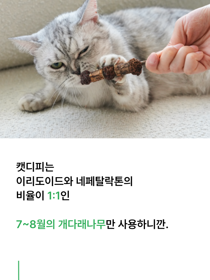 [NEW신상][무료배송] 캣디피 마따따비 꼬치 27번째