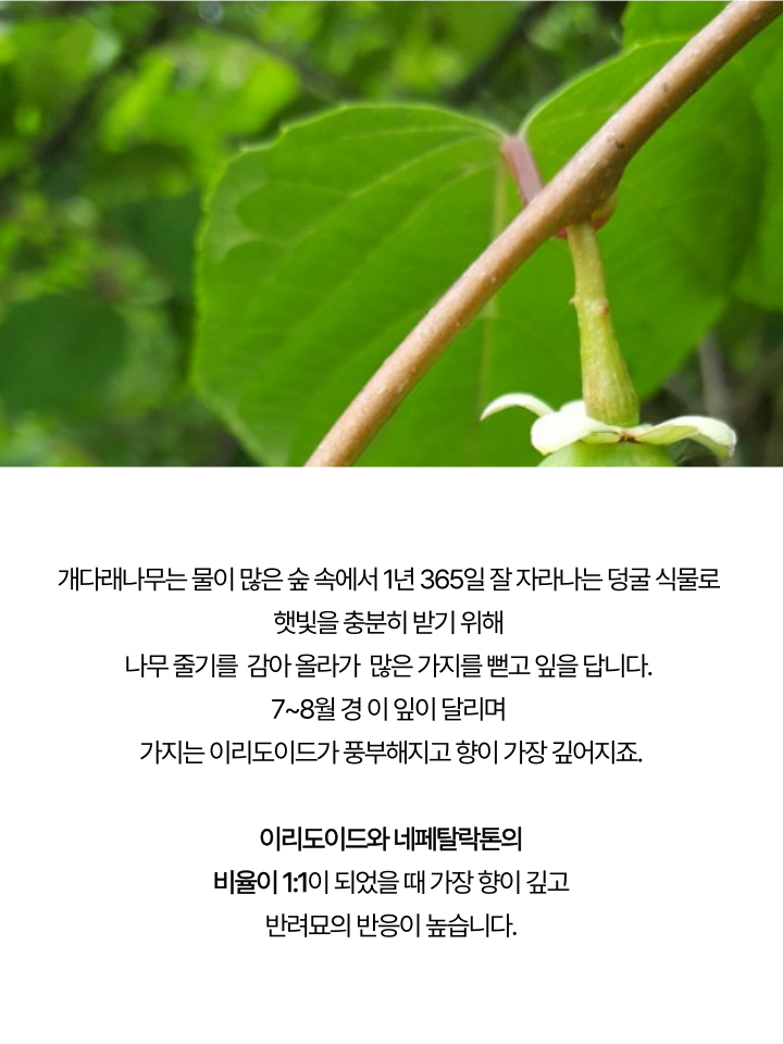 [NEW신상][무료배송] 캣디피 마따따비 꼬치 25번째