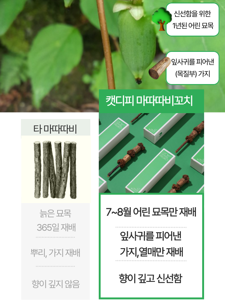 [NEW신상][무료배송] 캣디피 마따따비 꼬치 23번째